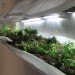 Museum of Modern Art, Paula Hayes, Marianne Boesky, Terrarium, Landscaping, eco-art, W Hotel, Tang Museum, Wexner Center, Garden, planters