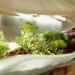 Museum of Modern Art, Paula Hayes, Marianne Boesky, Terrarium, Landscaping, eco-art, W Hotel, Tang Museum, Wexner Center, Garden, planters