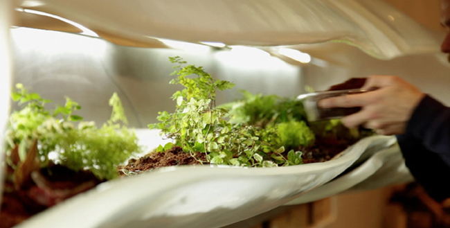 Museum of Modern Art, Paula Hayes, Marianne Boesky, Terrarium, Landscaping, eco-art, W Hotel, Tang Museum, Wexner Center, Garden, planters