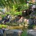 Phillip Johnson, Phillip Johnson Sustainable Landscape Systems, billabongs, natural swimming pools, green swimming pools, chlorine free swimming pools, naturally filtered swimming pools, rock pools, alternative saltwater pools, non toxic swimming pools australian plant life, aquatic plant gardening