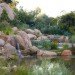 Phillip Johnson, Phillip Johnson Sustainable Landscape Systems, billabongs, natural swimming pools, green swimming pools, chlorine free swimming pools, naturally filtered swimming pools, rock pools, alternative saltwater pools, non toxic swimming pools australian plant life, aquatic plant gardening