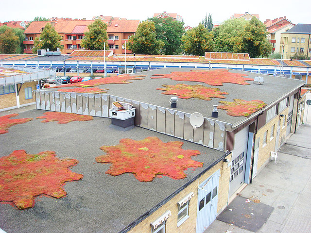 Augustenborg Botanical Roof Garden,Augustenborg Botanical Garden, green roof , roof garden, eco design, green design, gardening, rooftop garden, sustainable design, Augustenborg, botanical garden, living roof, ecocity augustenborg