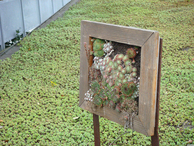 Augustenborg Botanical Roof Garden,Augustenborg Botanical Garden, green roof , roof garden, eco design, green design, gardening, rooftop garden, sustainable design, Augustenborg, botanical garden, living roof, ecocity augustenborg