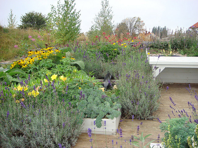 Augustenborg Botanical Roof Garden,Augustenborg Botanical Garden, green roof , roof garden, eco design, green design, gardening, rooftop garden, sustainable design, Augustenborg, botanical garden, living roof, ecocity augustenborg