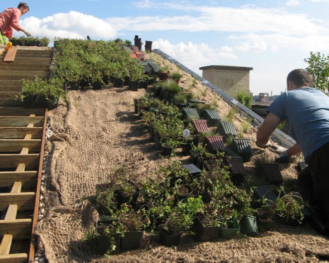 diana balmori, nyc, nyc green roof, green roof, green home, green apartment, green architecture, diana balmori, balmori, eco design, green design, new york city, sustainable design, lower east side apartment, 684 broadway, manhattan penthouse