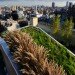diana balmori, nyc, nyc green roof, green roof, green home, green apartment, green architecture, diana balmori, balmori, eco design, green design, new york city, sustainable design, lower east side apartment, 684 broadway, manhattan penthouse