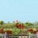 Kubota & Bachmann,Kaohsiung Port & Cruise Center, Kaohsiung architecture, green architecture, eco architecture, green design, sustainable design, kubota bachmann, green roof, vegetative carpet, planted roof, taiwan architecture