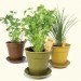 sustainable design, green design, packaging the future, green packaging, sustainable packaging, alternative packaging materials, green pots, sustainable planters, eco planter, biodegradable pots, gardening