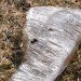 icewall, yushiro okamoto, MIT, seeds, ice blocks, ice wall, art installation, eco art