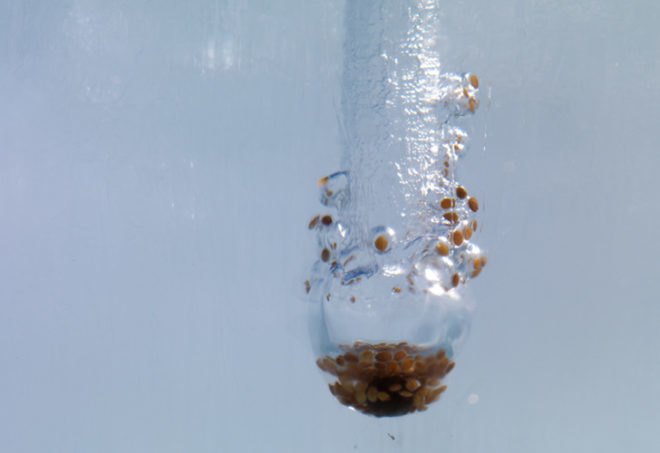 icewall, yushiro okamoto, MIT, seeds, ice blocks, ice wall, art installation, eco art