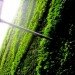 “green wall”, “living wall”, Eco Architecture, ecotecture, france, green architecture, Green Building, green design, Green Wall Living Architecture, jean nouvel,Patrick Blanc, Green Wall, Sofitel Vienna Stephansdom-Stilwerk, Sofitel Vienna, vertical garden, green design, eco design, sustainable design