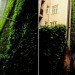 “green wall”, “living wall”, Eco Architecture, ecotecture, france, green architecture, Green Building, green design, Green Wall Living Architecture, jean nouvel,Patrick Blanc, Green Wall, Sofitel Vienna Stephansdom-Stilwerk, Sofitel Vienna, vertical garden, green design, eco design, sustainable design