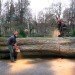 green furniture, Botanical, Elm tree, Dutch Elm Disease, green materials, Locally-sourced, Stockholm, Stockholm Furniture Fair, sustainable ikea, touring exhibition, tree trunk bench, ung8
