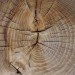 green furniture, Botanical, Elm tree, Dutch Elm Disease, green materials, Locally-sourced, Stockholm, Stockholm Furniture Fair, sustainable ikea, touring exhibition, tree trunk bench, ung8
