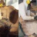 green furniture, Botanical, Elm tree, Dutch Elm Disease, green materials, Locally-sourced, Stockholm, Stockholm Furniture Fair, sustainable ikea, touring exhibition, tree trunk bench, ung8