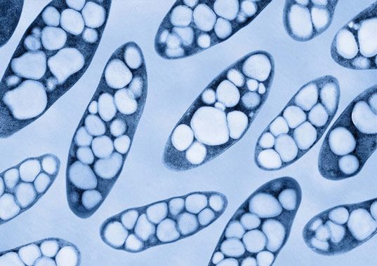 self-healing plastics, bioplastics, self-healing elastomers, self-healing ploymers, eco friendly plastic, green plastics, sustainable materials
