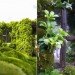 Kazuyuki Ishihara, japanese rooftop garden, garden oasis, Midori no Tobira, chelsea flower show, green roof, rooftop garden, gardening, horticultural design, green design, eco design, sustainable design, green door, beautiful gardens
