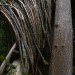 the nest, nest, treehouse, tree house, yelm washington, reclaimed wood, recycled materials, tree home, roderick romero, green design, eco design, sustainable design, green building