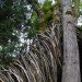 the nest, nest, treehouse, tree house, yelm washington, reclaimed wood, recycled materials, tree home, roderick romero, green design, eco design, sustainable design, green building