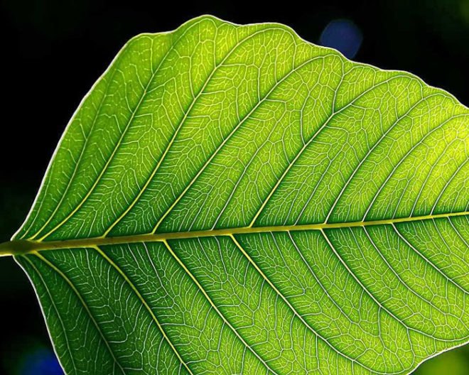 Dr. David Nocera, Photosynthesis, artificial photosynthesis, solar cell, solar power, American Chemical Society, Department of Energy, ARPA-E, artificial leaf, renewable energy, green energy