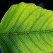 Dr. David Nocera, Photosynthesis, artificial photosynthesis, solar cell, solar power, American Chemical Society, Department of Energy, ARPA-E, artificial leaf, renewable energy, green energy
