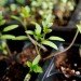 sustainable design, green design, packaging the future, green packaging, sustainable packaging, alternative packaging materials, green pots, sustainable planters, eco planter, biodegradable pots, gardening