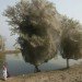 Pakistan, floods, spiders, arachnid, adaptation, webs, UK Department of International Development, malaria, public health, mosquitoes