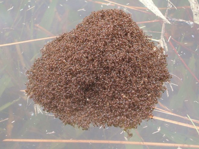 waterproof materials, waterproofing, fire ants, fire ant raft, ant raft, floating ants, floating ant raft, floating fire ant, amazonian ants, robotics research, biomimicry