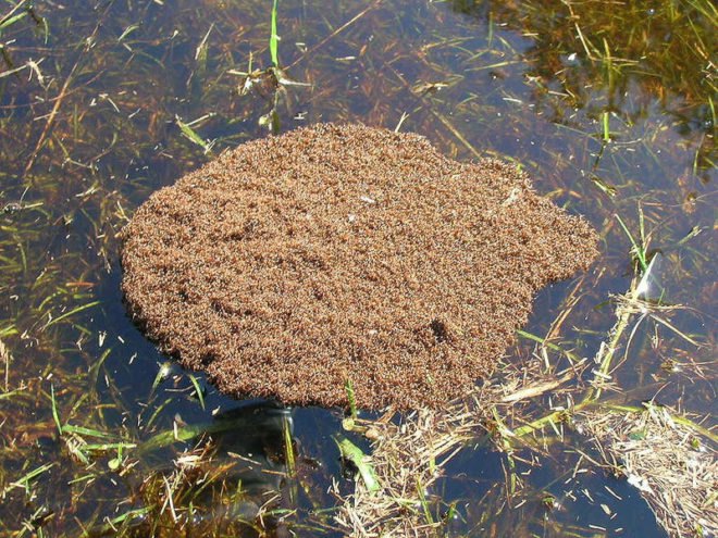waterproof materials, waterproofing, fire ants, fire ant raft, ant raft, floating ants, floating ant raft, floating fire ant, amazonian ants, robotics research, biomimicry