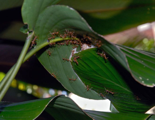 waterproof materials, waterproofing, fire ants, fire ant raft, ant raft, floating ants, floating ant raft, floating fire ant, amazonian ants, robotics research, biomimicry