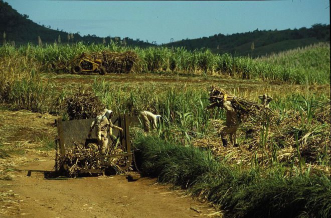 sugarcane biofuel, sugarcane, sugarcane crop, excess crops, biodiesel crops, waste crops, cooling crops, bamboo-like crops, sugarcane field, sugarcane plants, sugarcane energy