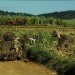 sugarcane biofuel, sugarcane, sugarcane crop, excess crops, biodiesel crops, waste crops, cooling crops, bamboo-like crops, sugarcane field, sugarcane plants, sugarcane energy