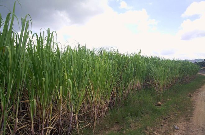 sugarcane biofuel, sugarcane, sugarcane crop, excess crops, biodiesel crops, waste crops, cooling crops, bamboo-like crops, sugarcane field, sugarcane plants, sugarcane energy