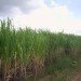 sugarcane biofuel, sugarcane, sugarcane crop, excess crops, biodiesel crops, waste crops, cooling crops, bamboo-like crops, sugarcane field, sugarcane plants, sugarcane energy