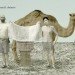 eco design, green design, sustainable design, BCXSY, Milan, Bedouin, Israel, sustainable rugs, woolen rugs, area rugs, social design, einhoven designers,