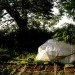 The Root Center, aquaponic farming, organic fish farm, Vermont Park, National Gardening Association, backyard farm, WWOOF, organic produce