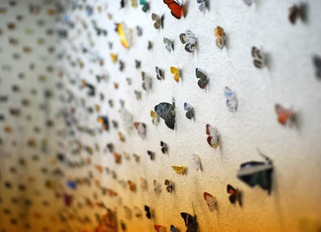 eco-design, sustainable design, green design, eco-art, green art, butterflies, Eiji Watanabe, illustrated field guides, Japan, art installation, green art