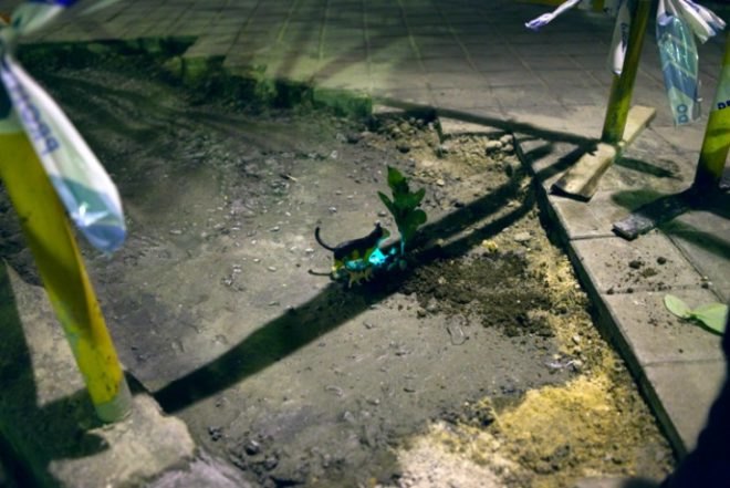 Implanted Nature, Luzinterruptus, guerrilla gardening, ecosystems, madrid, urban green spaces
