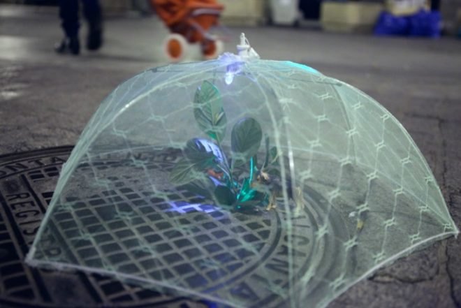 Implanted Nature, Luzinterruptus, guerrilla gardening, ecosystems, madrid, urban green spaces