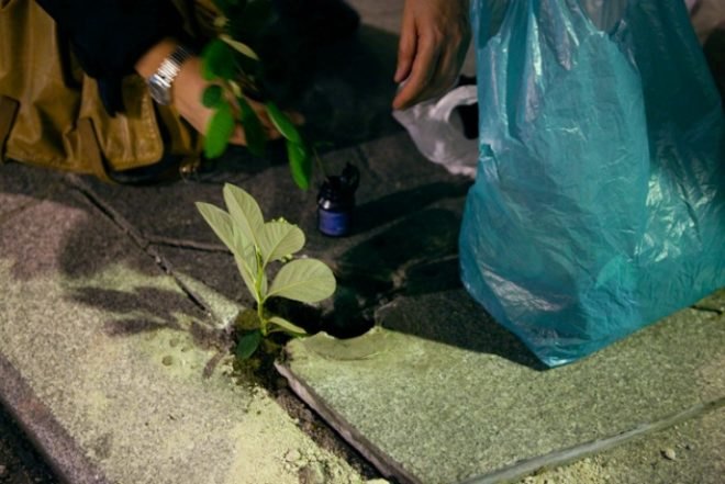 Implanted Nature, Luzinterruptus, guerrilla gardening, ecosystems, madrid, urban green spaces