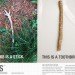 packaging-the-future, Green Resources, Green Products, green packaging, Green Materials, Green cleaning, Botanical, Miswak, biodegradable toothbrush, biodegradable materials, middle east inspiration, new york design, School of Visual Arts, re-design, re-packaging