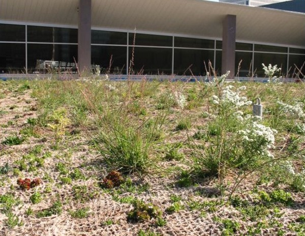 nderfloor ventilation, eco library, green roof library, Minnasota green building, green library, day lit library, Milliapolas green roof, main library design, library atrium