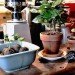 recycled materials,green packaging,green materials,green interiors,green furniture,green business,Decorative Objects,starbucks green initiatives,sustainable design Seattle,LED lamps,vintage furniture,organic coffee,tea house,locally sourced materials,Locally Sourced Furniture,