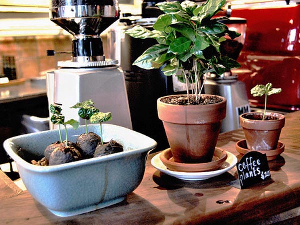 recycled materials,green packaging,green materials,green interiors,green furniture,green business,Decorative Objects,starbucks green initiatives,sustainable design Seattle,LED lamps,vintage furniture,organic coffee,tea house,locally sourced materials,Locally Sourced Furniture,