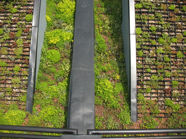 bancroft green, bancroft, leed certified home, leed home, green roof, green design, green architecture, green home, sustainable home, eco home