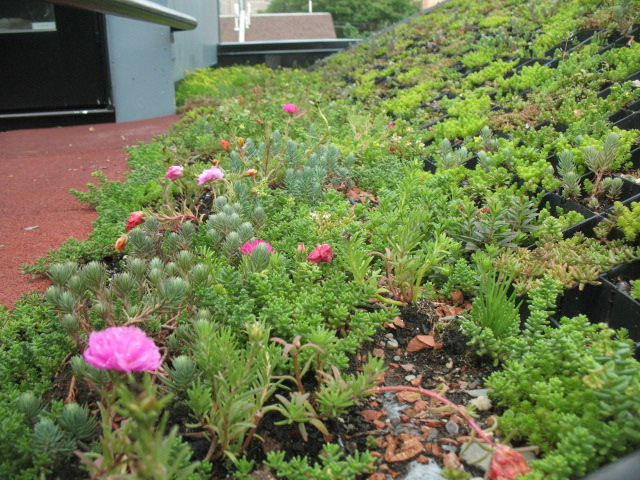 bancroft green, bancroft, leed certified home, leed home, green roof, green design, green architecture, green home, sustainable home, eco home