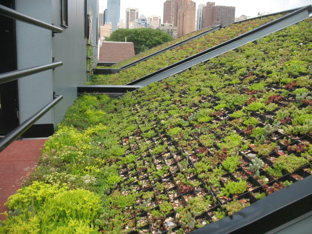 bancroft green, bancroft, leed certified home, leed home, green roof, green design, green architecture, green home, sustainable home, eco home