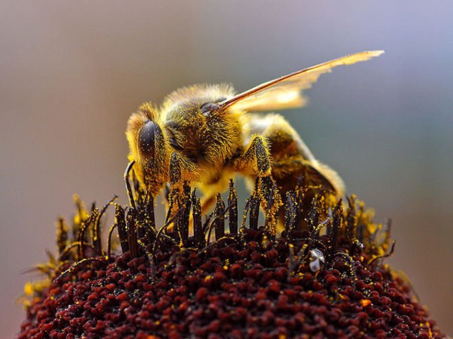 bees, cell phones, Daniel Favre, Bee decline, Lausanne, cell phone signals