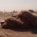 McRae Buggy Dakar Rally, McRae electric race buggy, McRae Pro Dakar EV, Dakar Rally, Tim Coronel, Alister McRae, electric race car, electric rally car, green automotive design, alternative transportation, green transportation