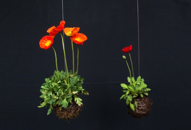 fedor van der valk, string gardens, alternative gardens, green products, eco design, green design, sustainable design, gardening, urban gardens, indoor gardens